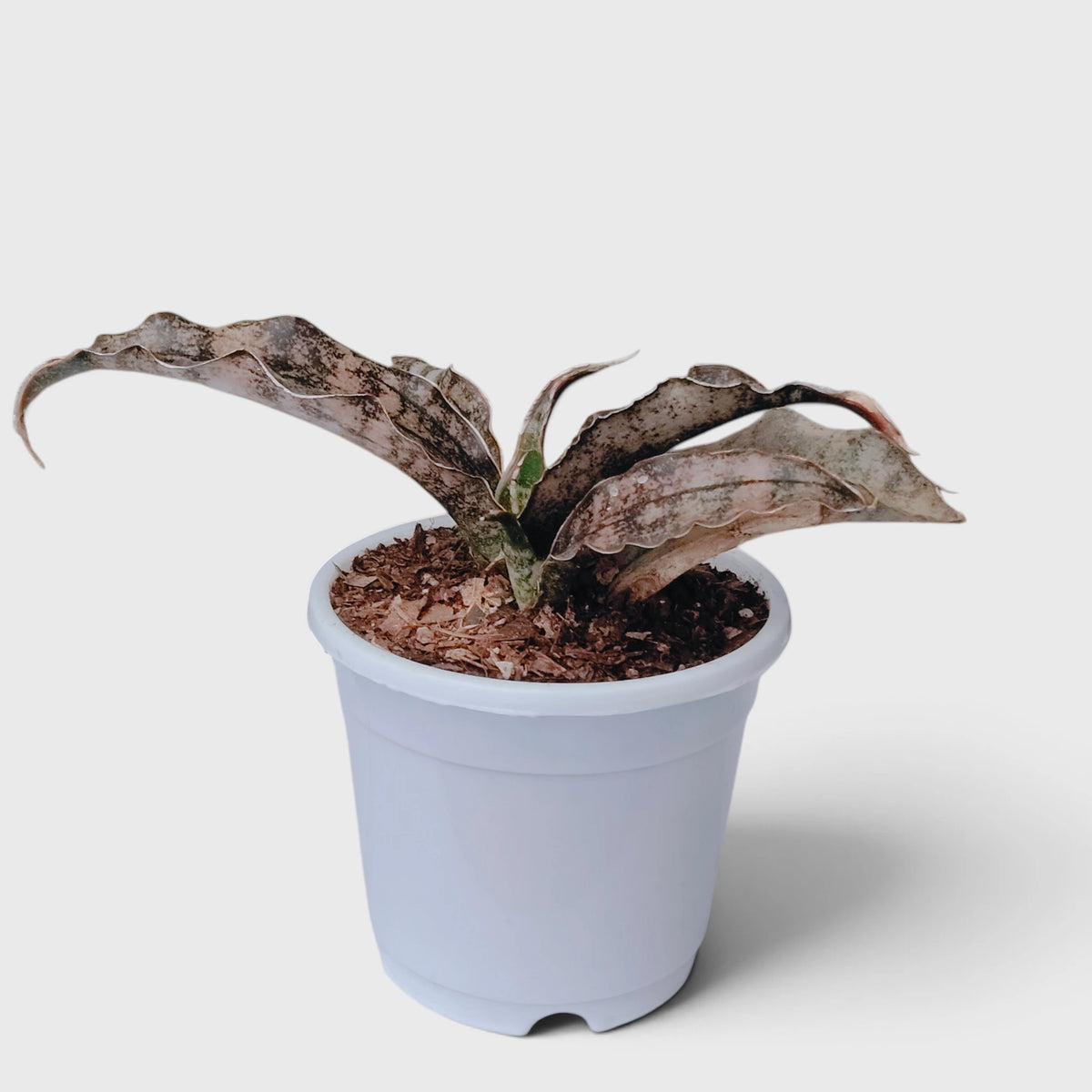 Sansevieria Kirkii (Dracaena Pethera) – Broad Leaf Snake Plant