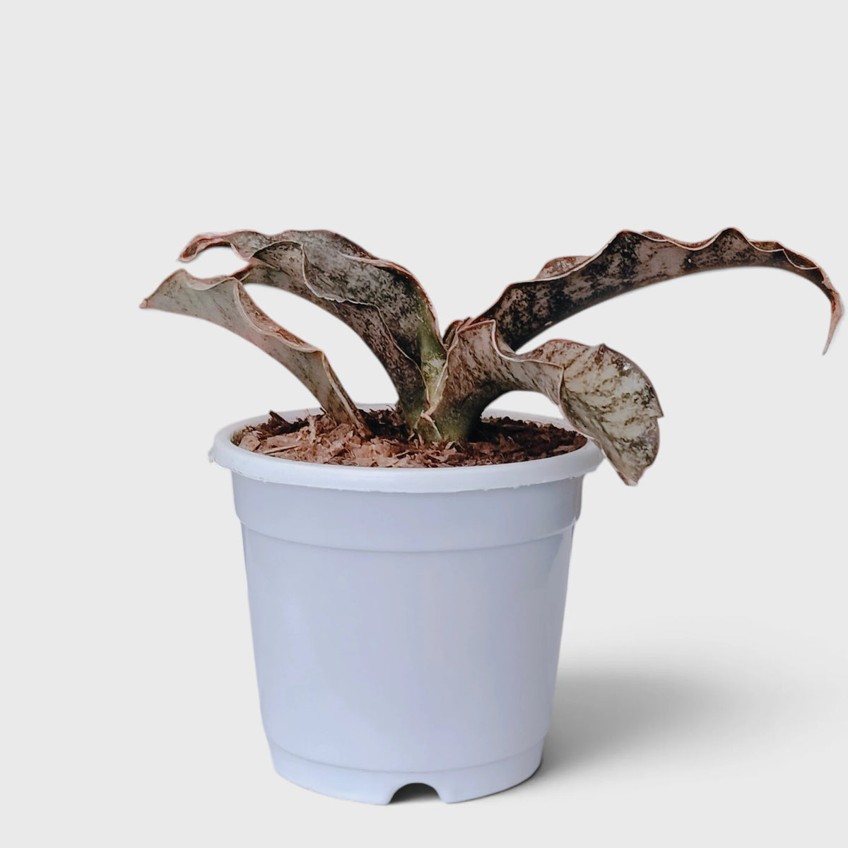 Sansevieria Kirkii (Dracaena Pethera) – Broad Leaf Snake Plant