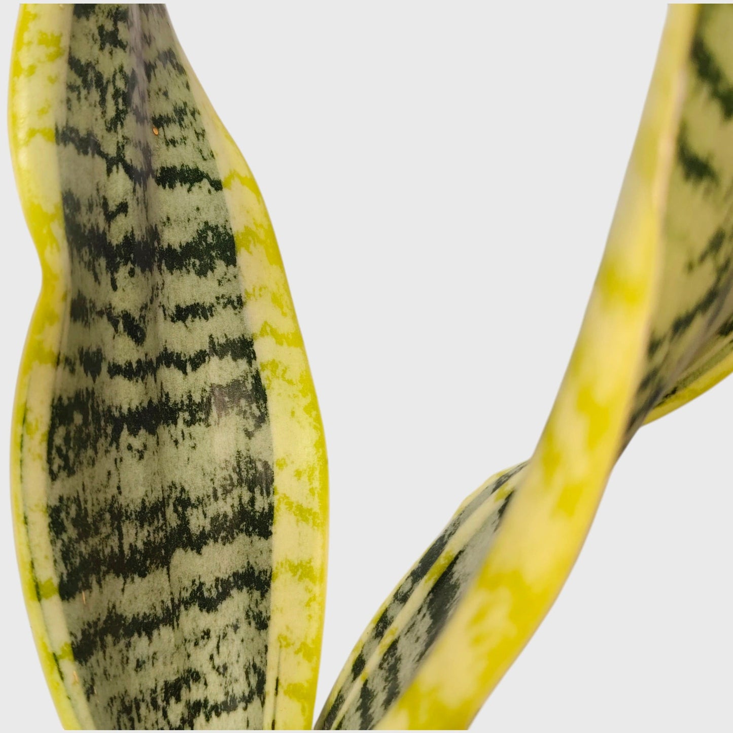 Sansevieria Laurentii snake plant indoor