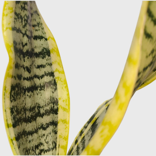 Sansevieria Laurentii snake plant indoor