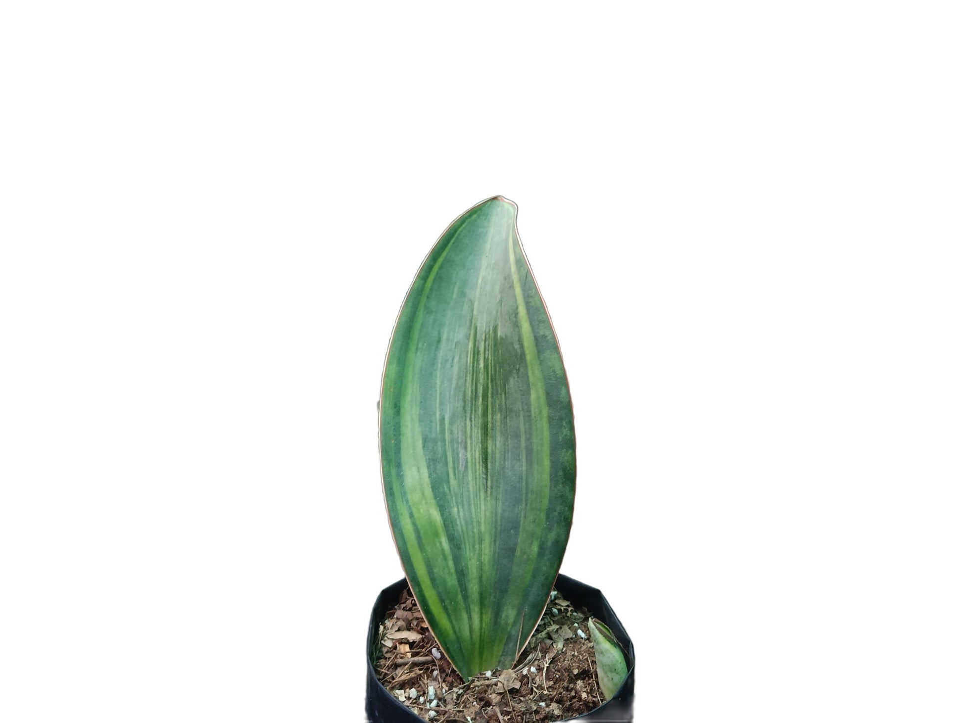 Sansevieria Masoniana Variegated Plant - My Store