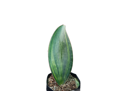 Sansevieria Masoniana Variegated Plant - My Store