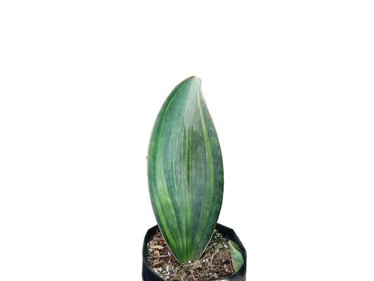 Sansevieria Masoniana Variegated Plant - My Store