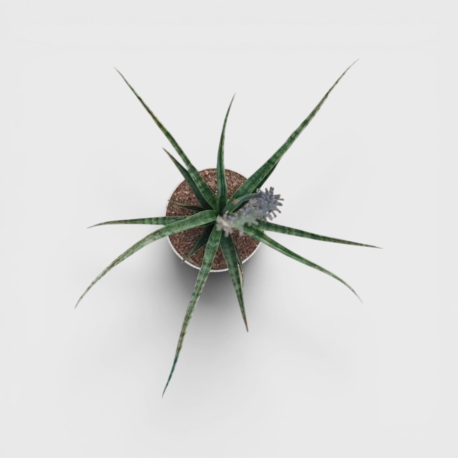 Sansevieria Fernwood – Compact Air Purifying Snake Plant | Bare Rooted