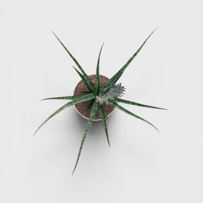Sansevieria Fernwood – Compact Air Purifying Snake Plant | Bare Rooted