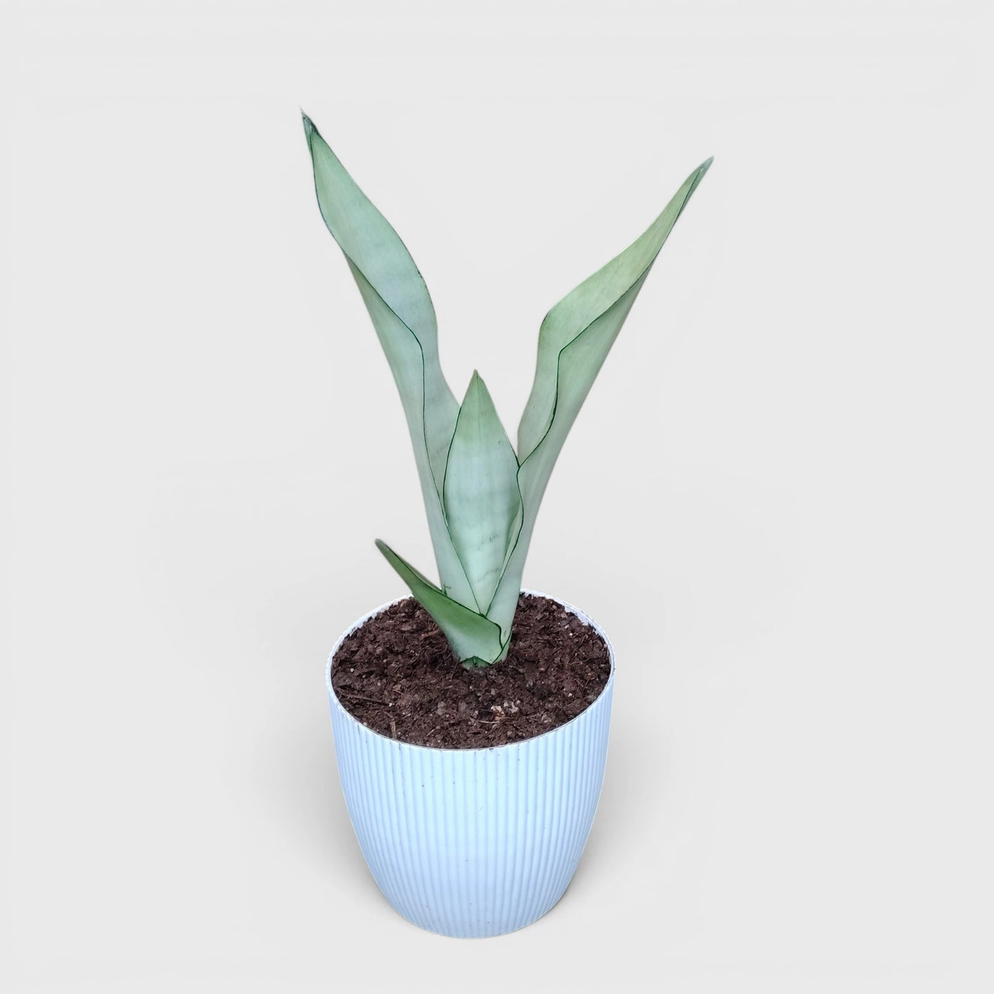 Sansevieria Trifasciata Moonshine Silver Snake Plant | Well Rooted Mature Air Purifying Indoor Plant