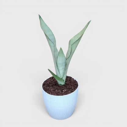 Sansevieria Trifasciata Moonshine Silver Snake Plant | Well Rooted Mature Air Purifying Indoor Plant
