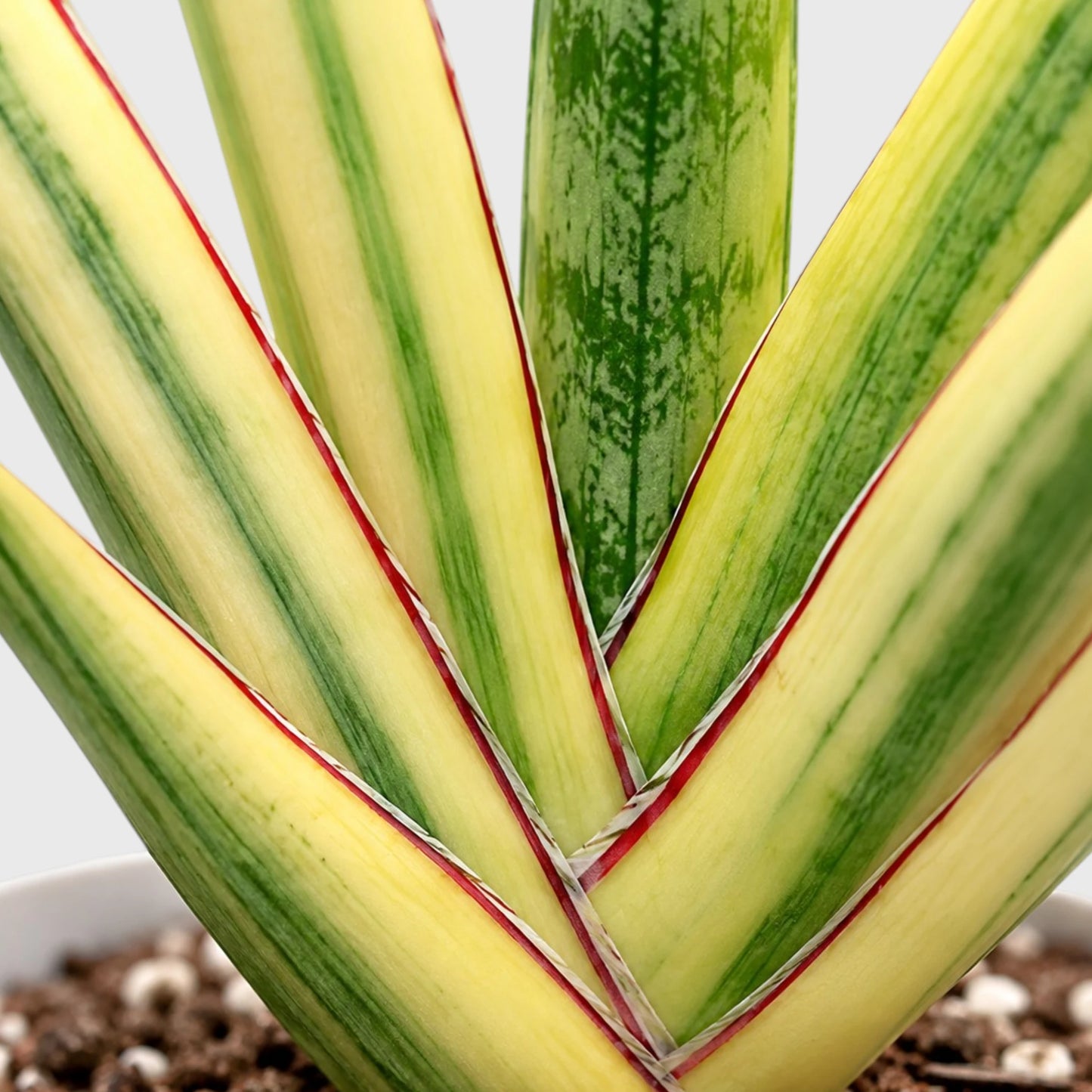 Sansevieria Royal Crown Variegated – Rare Mature Well-Rooted Snake Plant