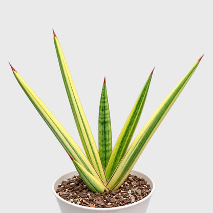Sansevieria Royal Crown Variegated – Rare Mature Well-Rooted Snake Plant