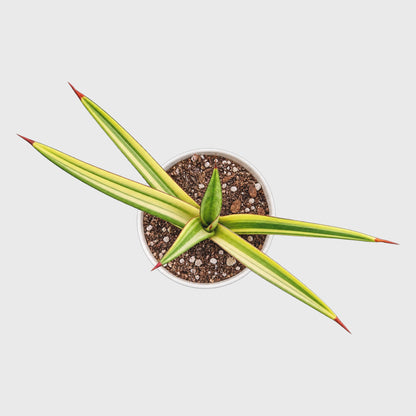 Sansevieria Royal Crown Variegated – Rare Mature Well-Rooted Snake Plant