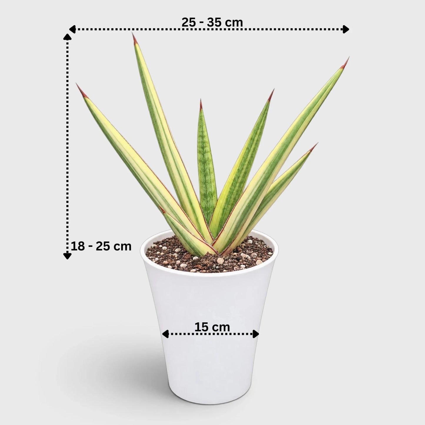 Sansevieria Royal Crown Variegated – Rare Mature Well-Rooted Snake Plant