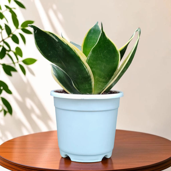 Sansevieria Trifasciata Dwarf Marginata