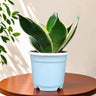 Sansevieria Trifasciata Dwarf Marginata | Well Rooted Variegated Air Purifying Snake Plant