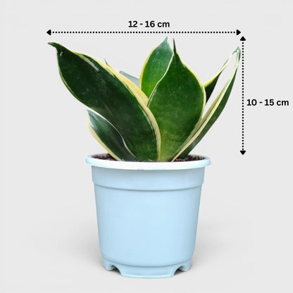Sansevieria Trifasciata Dwarf Marginata well rooted mature snake live plant for sale