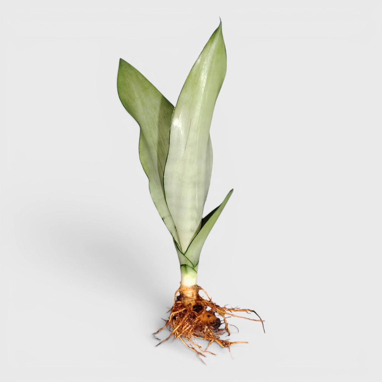 Sansevieria Trifasciata Moonshine Silver Snake Plant | Well Rooted Mature Air Purifying Indoor Plant