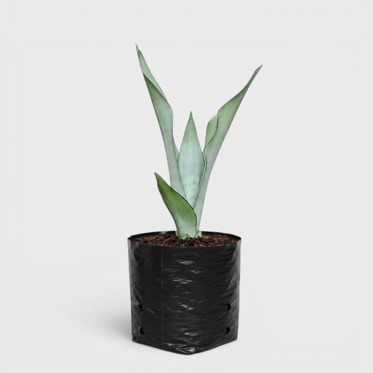 Sansevieria Trifasciata Moonshine Silver Snake Plant | Well Rooted Mature Air Purifying Indoor Plant