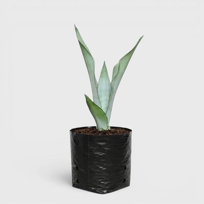 Sansevieria Trifasciata Moonshine Silver Snake Plant | Well Rooted Mature Air Purifying Indoor Plant