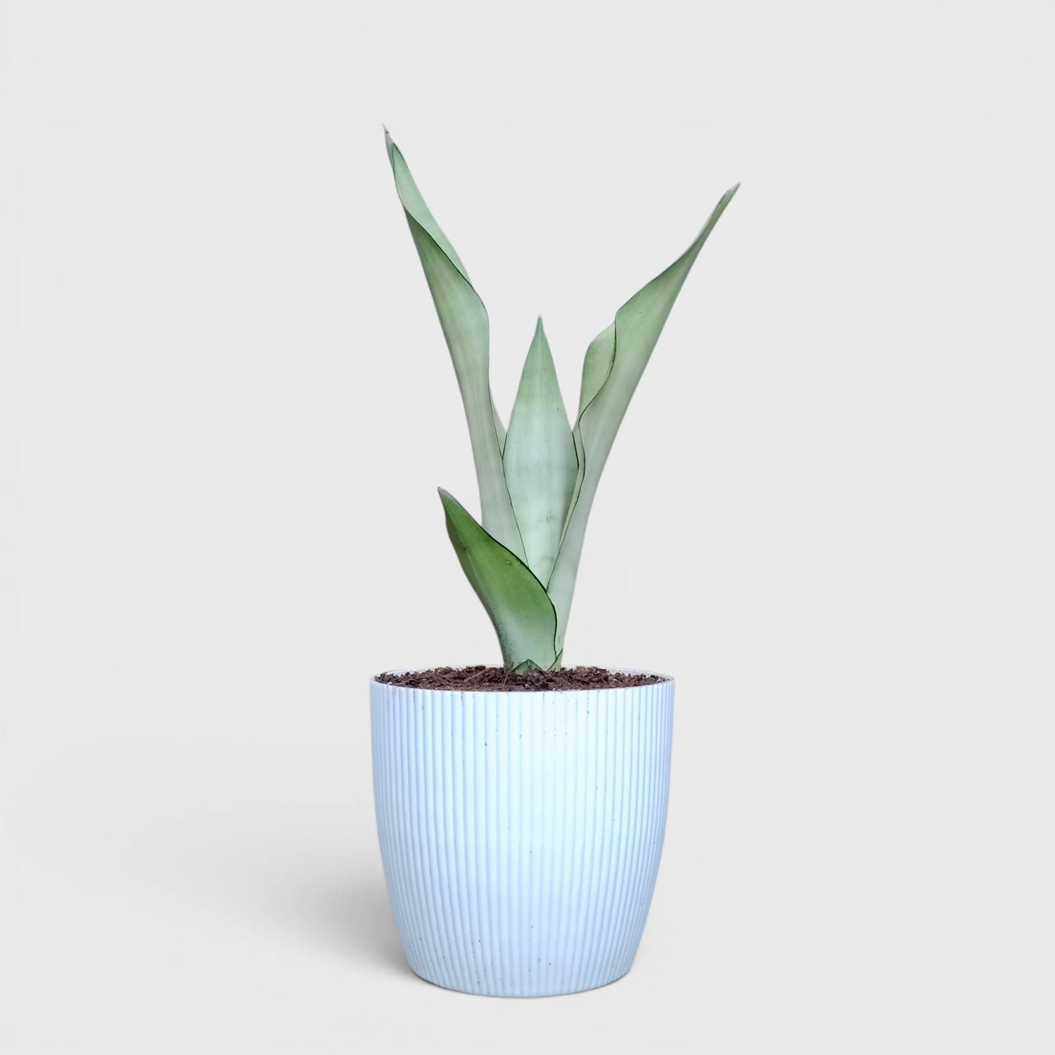 Sansevieria Trifasciata Moonshine Silver Snake Plant | Well Rooted Mature Air Purifying Indoor Plant