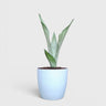 Sansevieria Trifasciata Moonshine Silver Snake Plant | Well Rooted Mature Air Purifying Indoor Plant