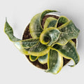 Sansevieria Twister (Tsunami Snake Plant) – Air Purifying Indoor Plant | Bare Rooted