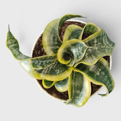 Sansevieria Twister (Tsunami Snake Plant) – Air Purifying Indoor Plant | Bare Rooted