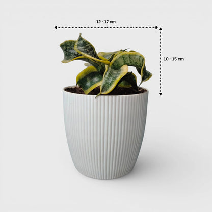 Sansevieria Twister (Tsunami Snake Plant) – Air Purifying Indoor Plant | Bare Rooted