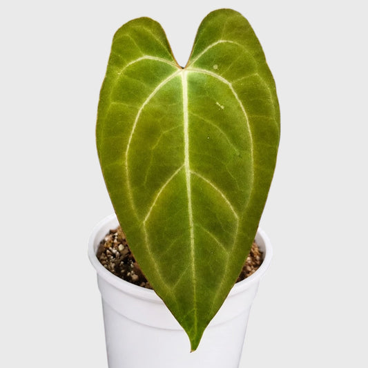 Anthurium papillilaminum 'Fort Sherman' – Mature Well-Rooted Seed-Grown Live Plant