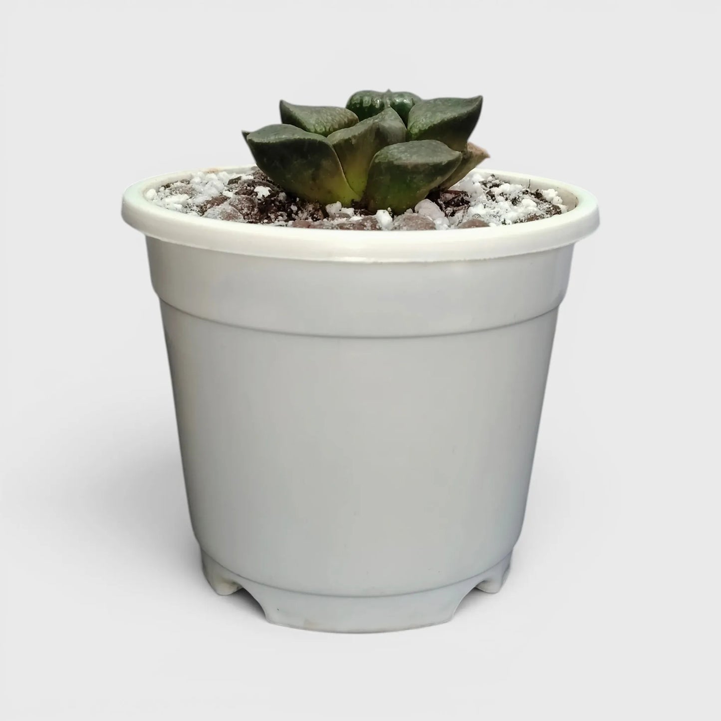 Rare Haworthia Green Picta Hybrid SR003 – Seed Grown Collector Succulent | Bare Rooted