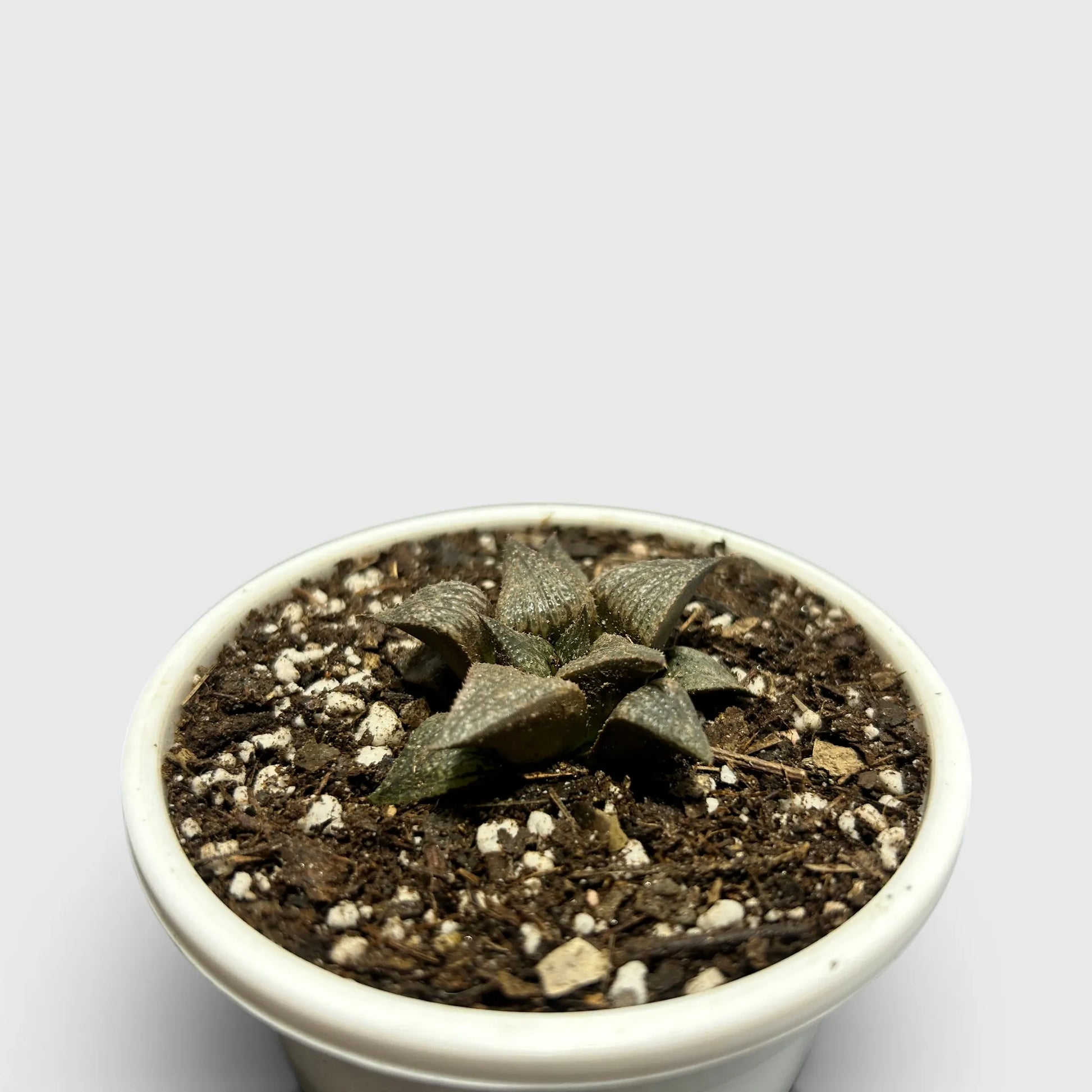 Rare Haworthia Retusa x Splendens Hybrid SR001 | Seed Grown Collector Hybrid Succulent | Bare Rooted