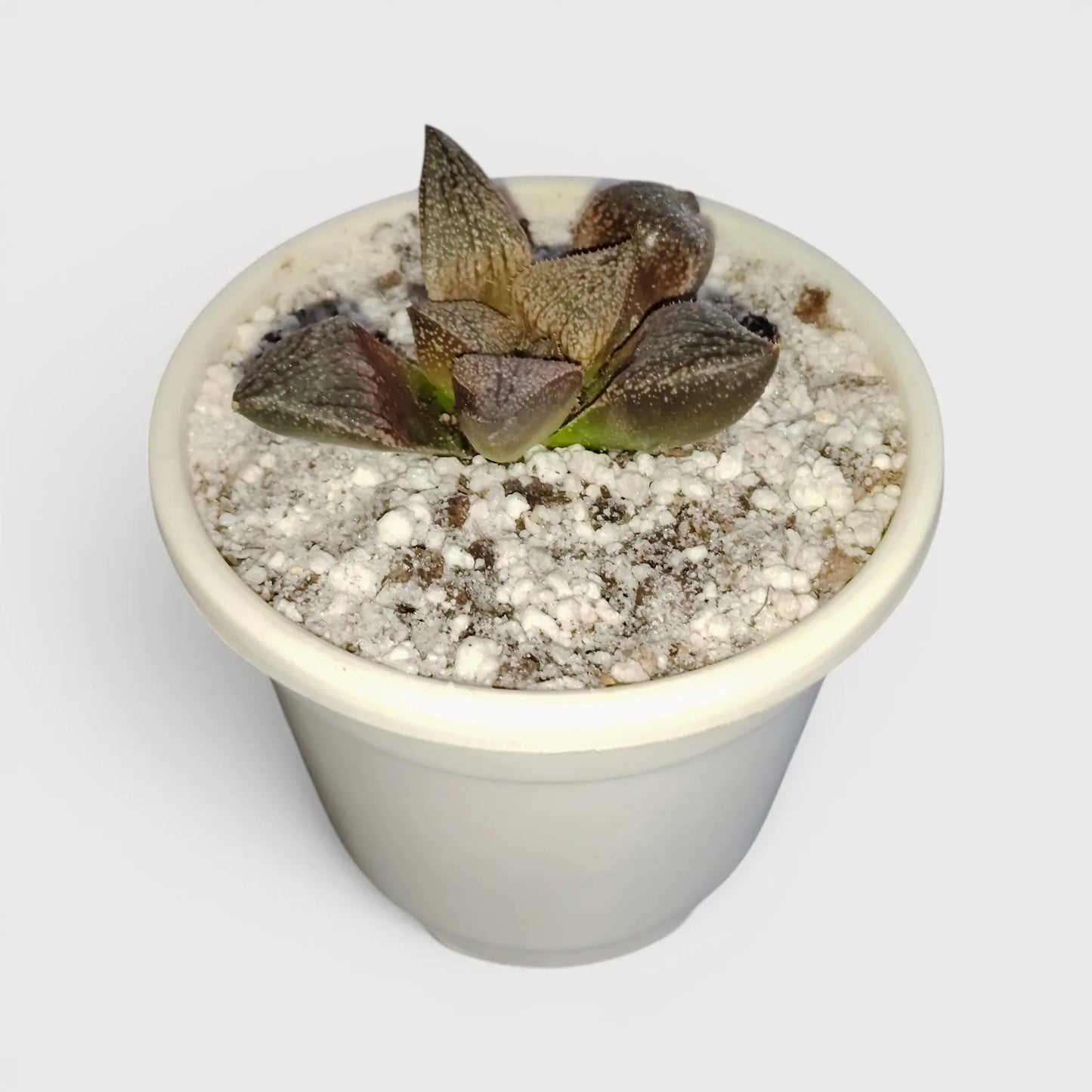 Rare Haworthia Picta Hybrid SR005 – Collector Grade Seed Grown Succulent | Bare Rooted