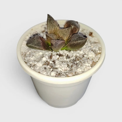 Rare Haworthia Picta Hybrid SR005 – Collector Grade Seed Grown Succulent | Bare Rooted