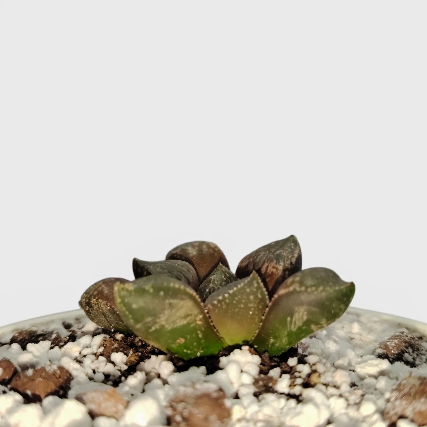 Rare Haworthia Picta Hybrid SR006 – Collector Grade Seed Grown Succulent | Bare Rooted