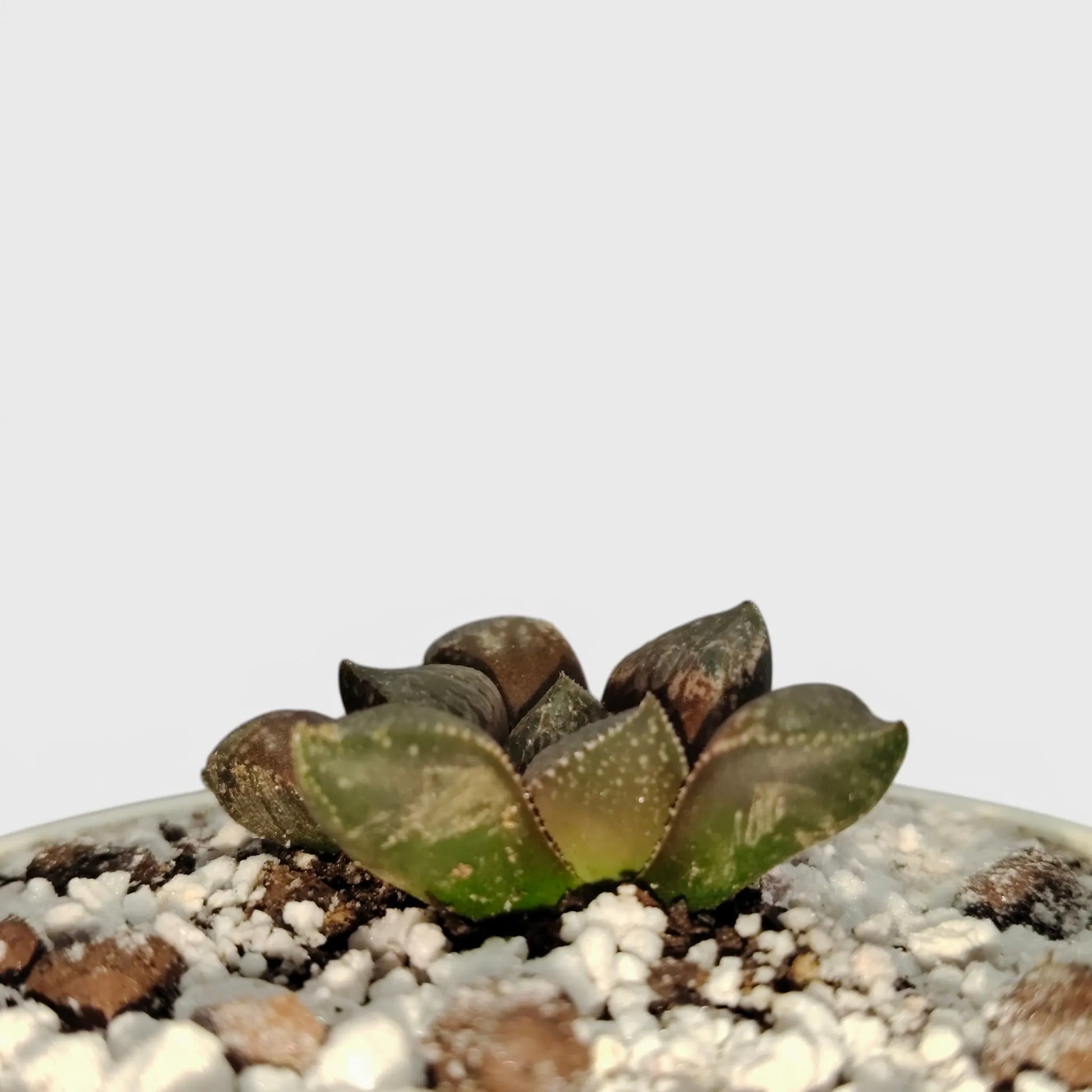 Rare Haworthia Picta Hybrid SR006 – Collector Grade Seed Grown Succulent | Bare Rooted
