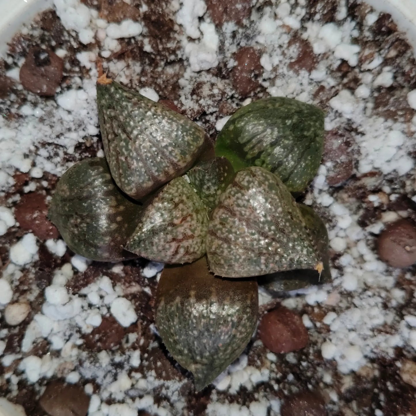 Rare Haworthia Picta Hybrid SR004 – Seed Grown Collector Succulent | Bare Rooted