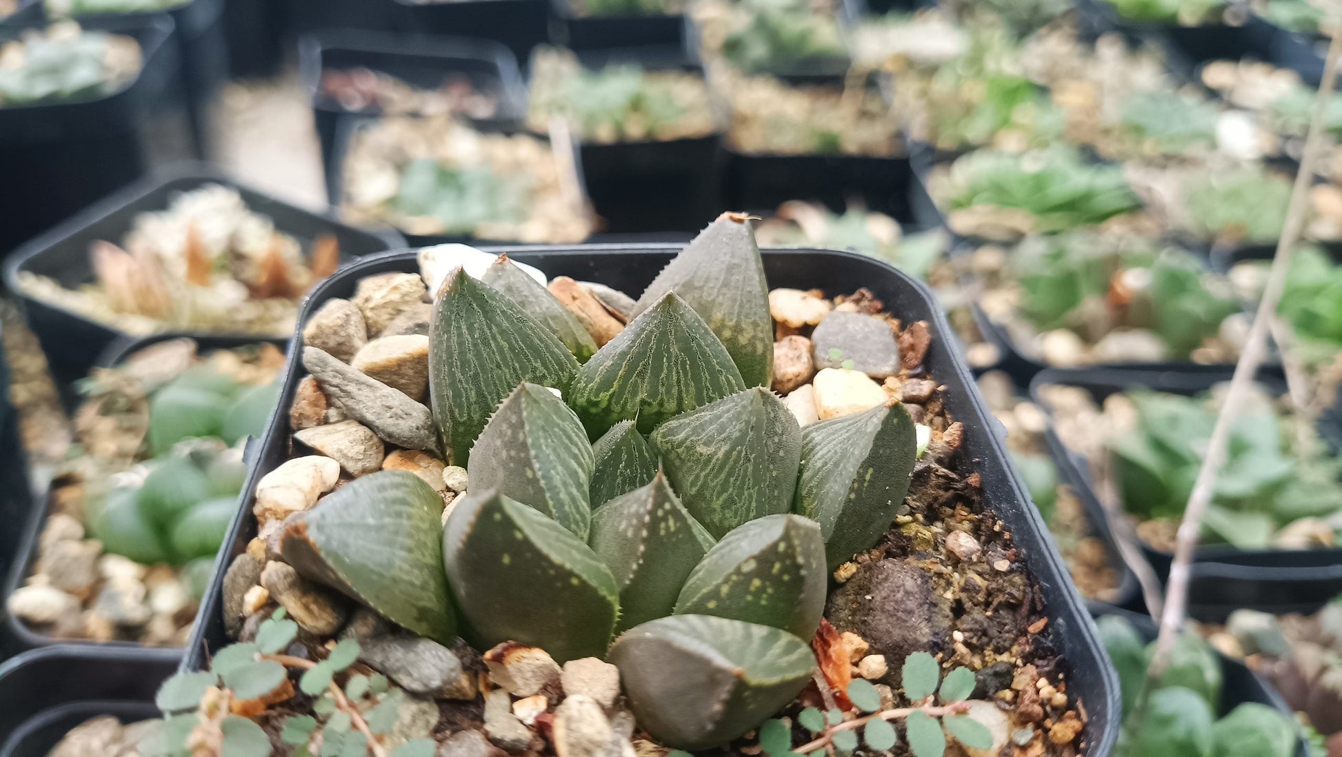 Seed Grown Haworthia Pygmaea Fusca: Elegant Miniature Succulent for Home, Office, and Garden - My Store