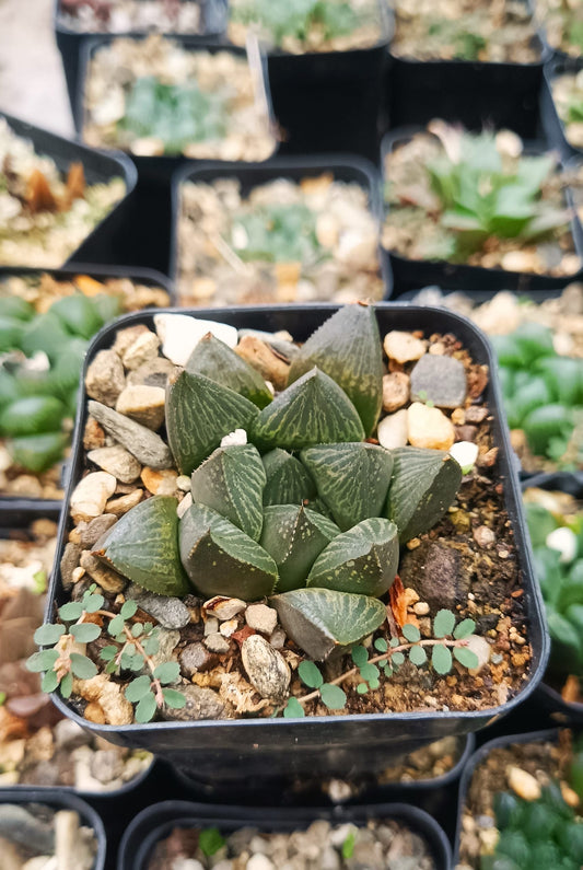 Seed Grown Haworthia Pygmaea Fusca: Elegant Miniature Succulent for Home, Office, and Garden - My Store