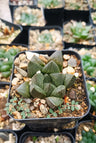 Seed Grown Haworthia Pygmaea Fusca Bare-Rooted Hybrid: Elegant Miniature Succulent for Home, Office, and Garden