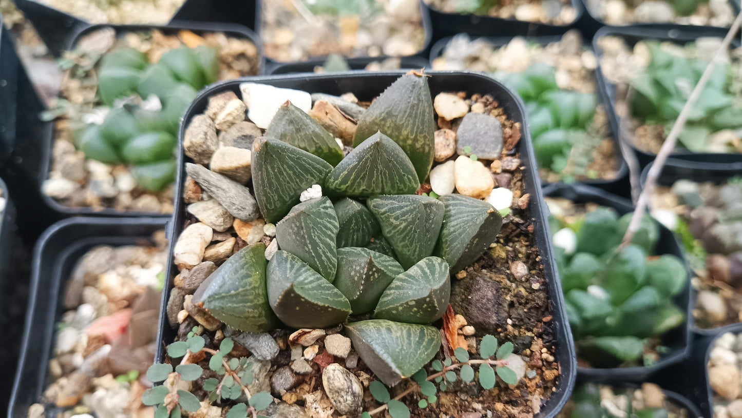Seed Grown Haworthia Pygmaea Fusca: Elegant Miniature Succulent for Home, Office, and Garden - My Store