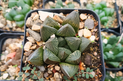 Seed Grown Haworthia Pygmaea Fusca: Elegant Miniature Succulent for Home, Office, and Garden - My Store