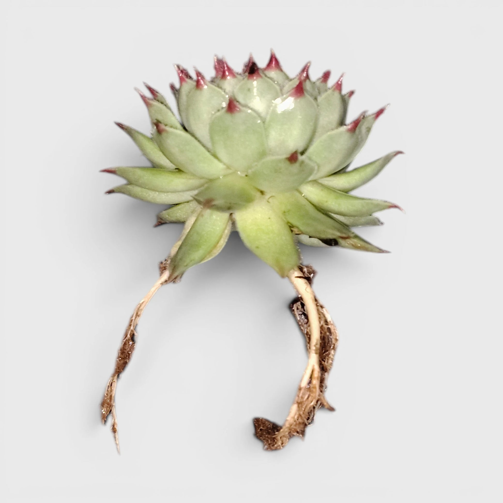 Laxmi Kamal Sempervivum Tectorum Red Tipped | Vastu Plant