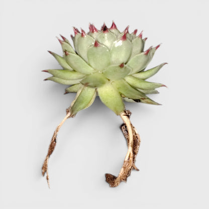 Laxmi Kamal Sempervivum Tectorum Red Tipped | Vastu Plant