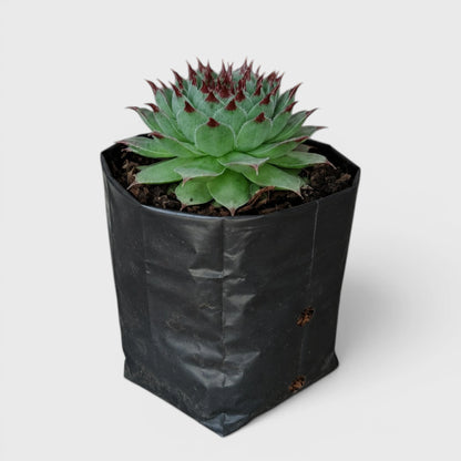 Laxmi Kamal Sempervivum Tectorum Red Tipped | Vastu Plant