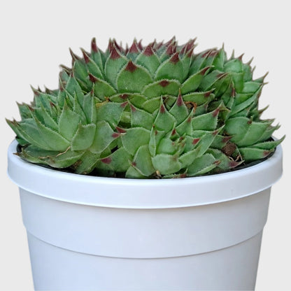 Lakshmi Kamal Sempervivum Tectorum Red Tipped with Pups | Mature Vastu Plant