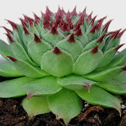 Laxmi Kamal Sempervivum Tectorum Red Tipped | Vastu Plant