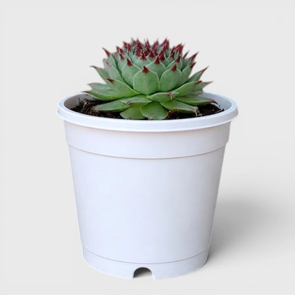Laxmi Kamal Sempervivum Tectorum Red Tipped | Vastu Plant