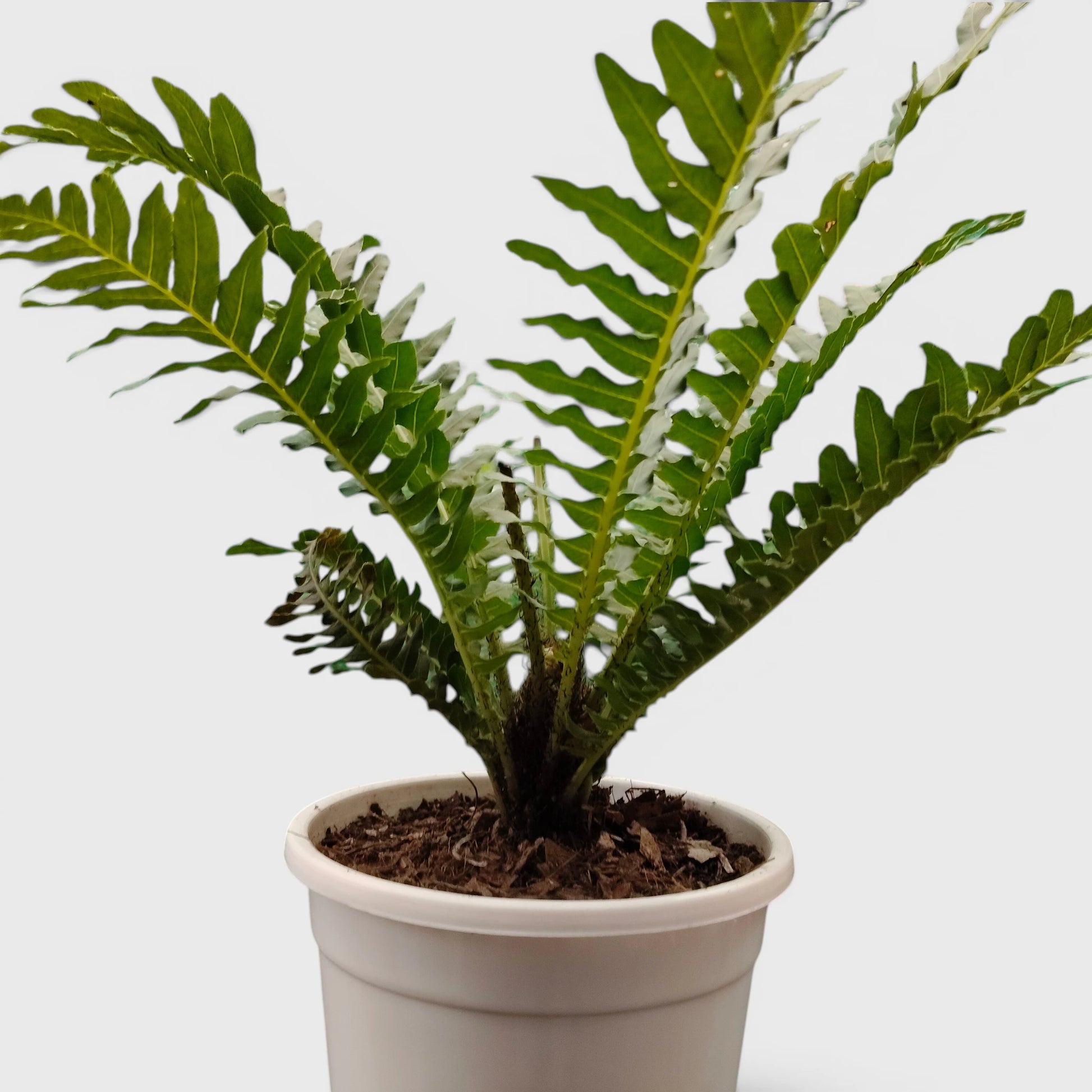 Tree Fern – Tropical Air Purifying Evergreen Foliage Plant for Indoor & Outdoor Spaces