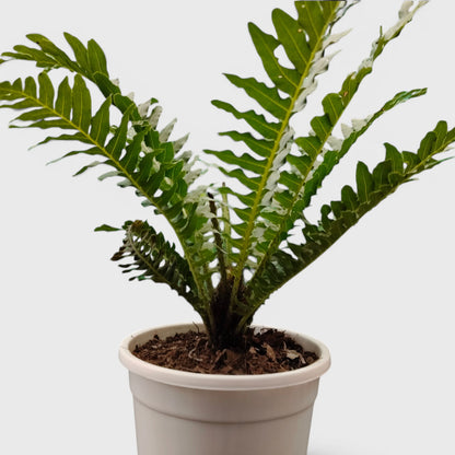 Tree Fern – Tropical Air Purifying Evergreen Foliage Plant for Indoor & Outdoor Spaces