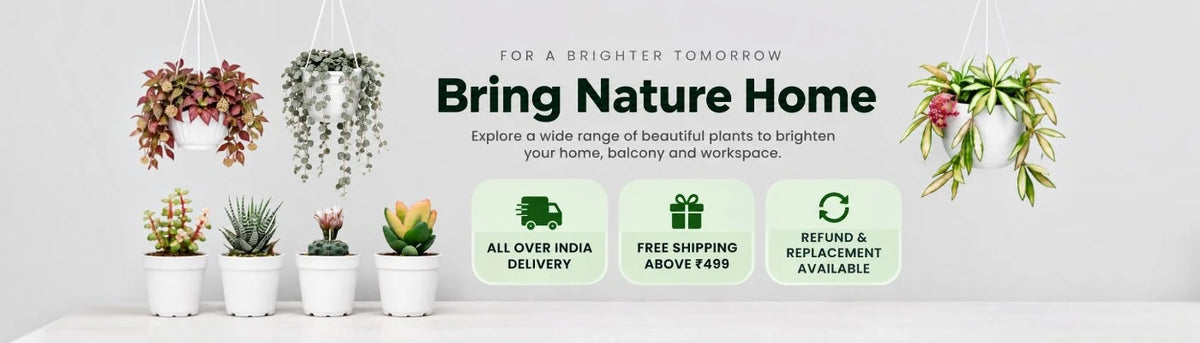 Shop Indoor Plants, Succulents & Cacti