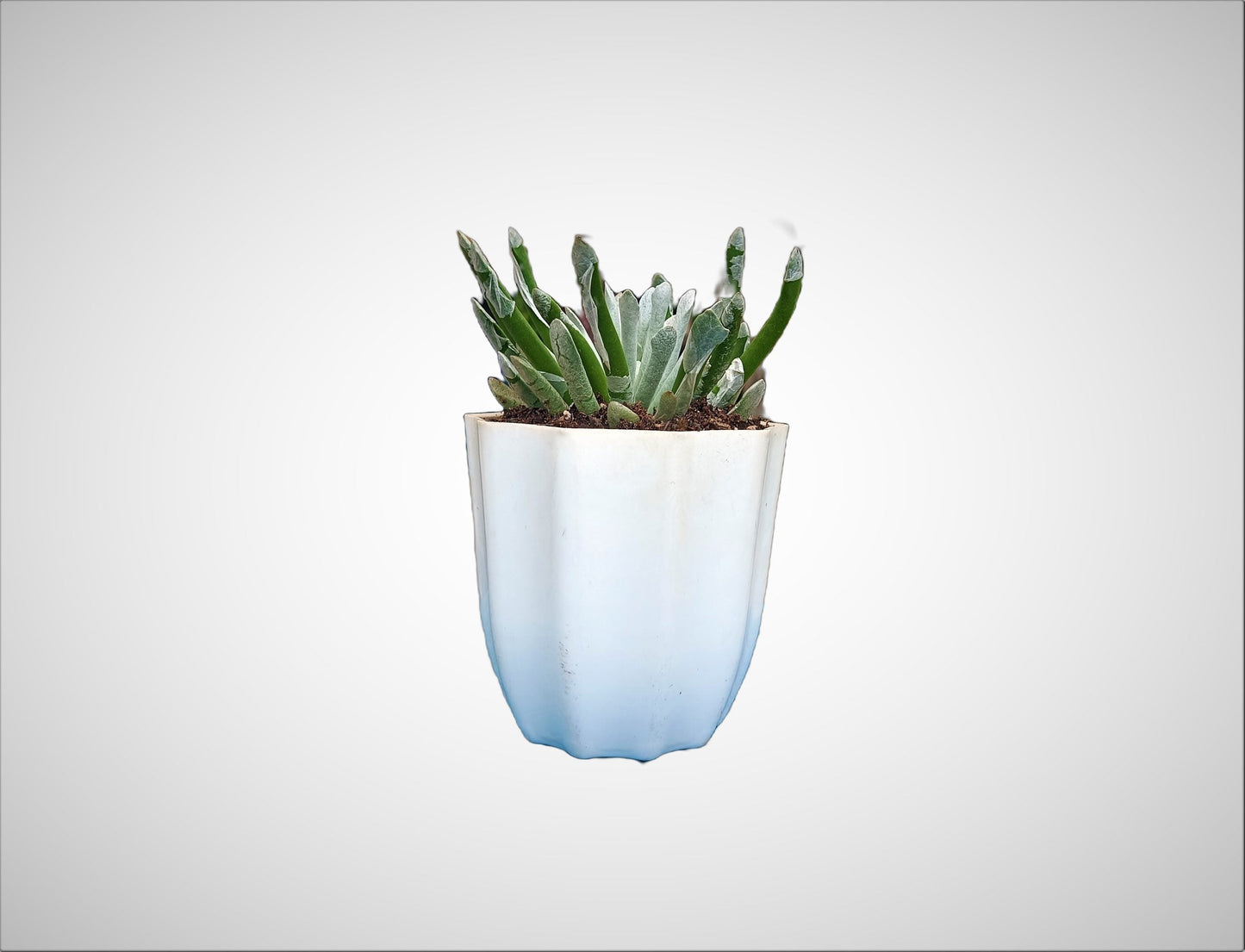 Silver Coral Senecio - Senecio scaposus Succulent Plant - My Store
