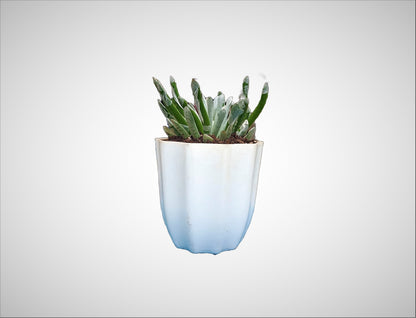 Silver Coral Senecio - Senecio scaposus Succulent Plant - My Store